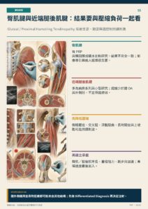 臀肌腱與近端腿後肌腱：結果要與壓縮負荷一起看｜衛教資訊圖