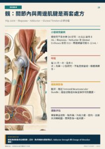 髖：關節內與周邊肌腱是兩套處方｜衛教資訊圖