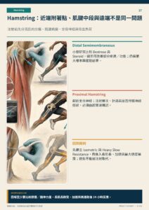 Hamstring：近端附著點、肌腱中段與遠端不是同一問題｜衛教資訊圖