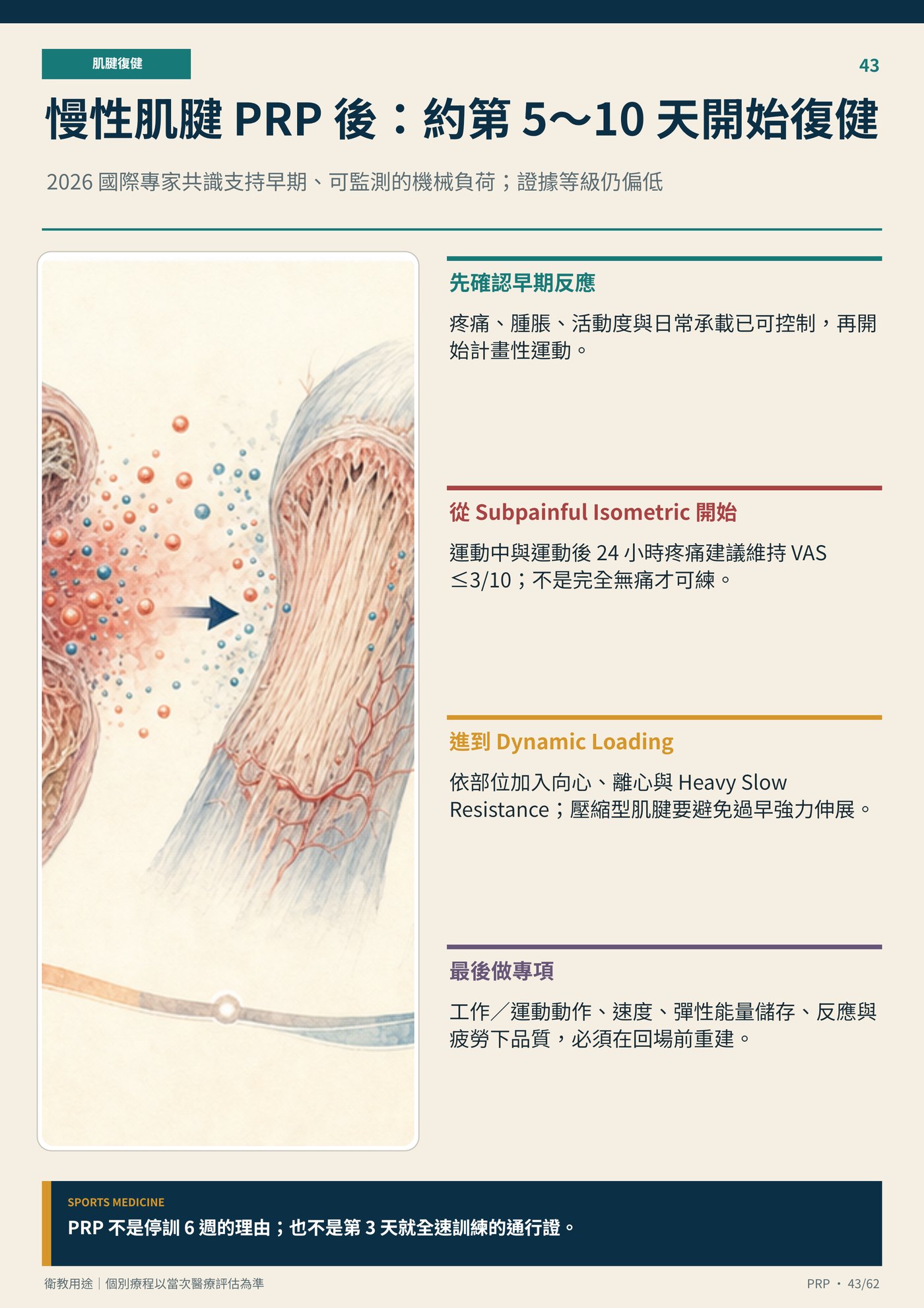 慢性肌腱 PRP 後：約第 5～10 天開始復健｜衛教資訊圖